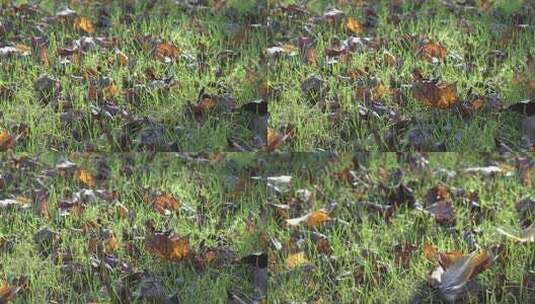 绿色草坪草地中的落叶梧桐叶高清在线视频素材下载