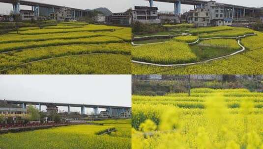 春天菜花油菜花蜜蜂游客打卡乡村旅游高清在线视频素材下载