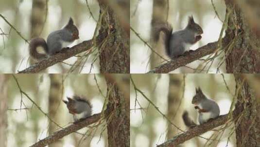 松鼠树上清理毛发可爱动物高清在线视频素材下载