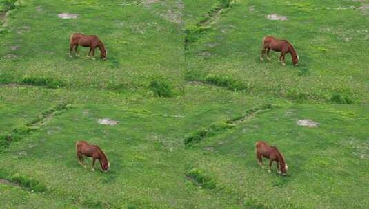 航拍草坪上的马吃草高清在线视频素材下载