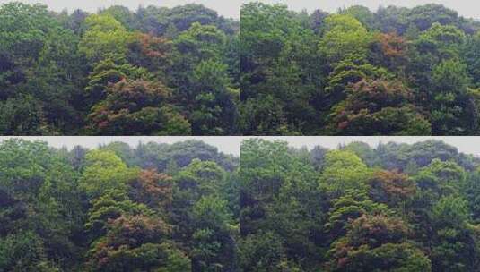 大自然森林下雨高清在线视频素材下载