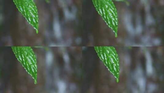 绿叶叶子滴水流水高清在线视频素材下载