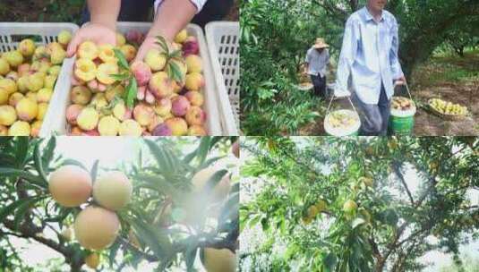 李子种植基地高清在线视频素材下载