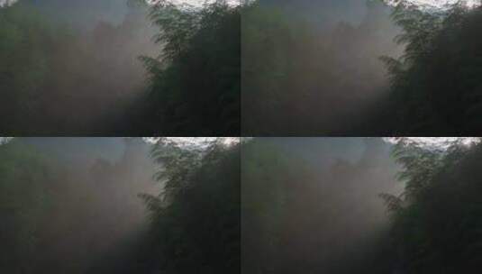 晨雾中的竹林逆光光影空镜高清在线视频素材下载