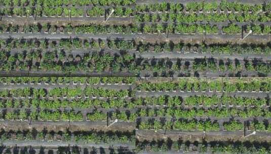 俯瞰农业种植蓝莓园高清在线视频素材下载