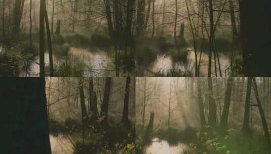湿地沼泽地晨雾空镜高清在线视频素材下载
