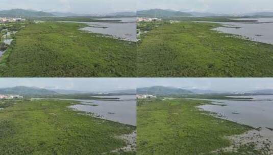 深圳福田红树林自然保护区4K航拍高清在线视频素材下载