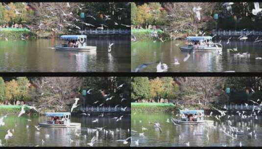 昆明翠湖公园海鸥高清在线视频素材下载