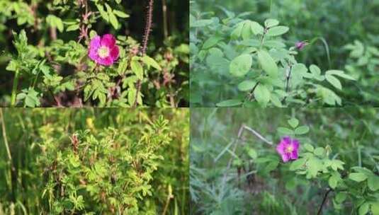 大兴安岭野生药用植物野蔷薇高清在线视频素材下载