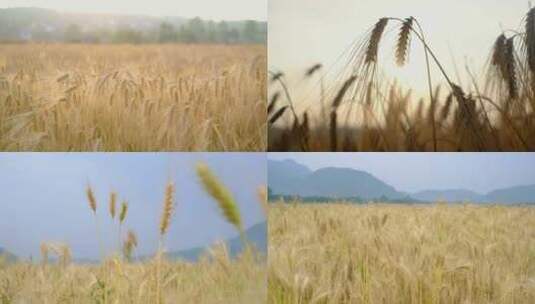 农村麦田小麦成熟丰收高清在线视频素材下载