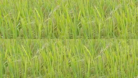 夕阳洒在绿油油的水稻高清在线视频素材下载