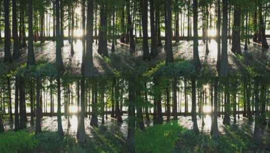4k阳光下的森林唯美阳光森林树叶逆光水杉高清在线视频素材下载