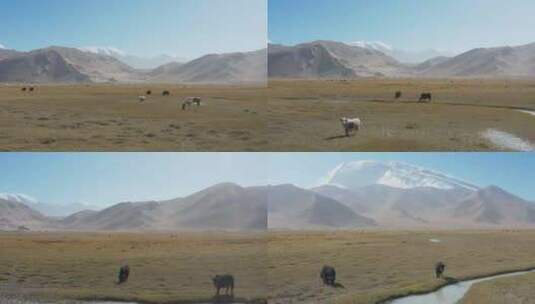 新疆山脚下小溪旁黑牦牛觅食航拍高清在线视频素材下载