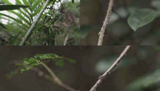 海南五指山分叉树干4k实拍视频高清在线视频素材下载