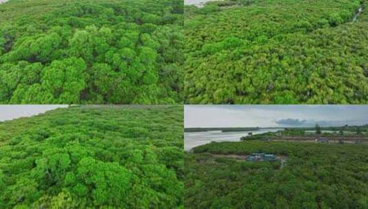 4k湛江乐民港红树林滩涂湿地保护区航拍高清在线视频素材下载