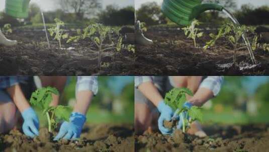 双手栽培一棵绿色植物幼苗高清在线视频素材下载