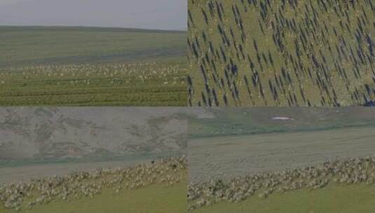 大草原动物迁徙高清在线视频素材下载
