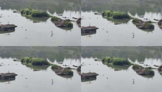湿地公园白鹭河水1高清在线视频素材下载