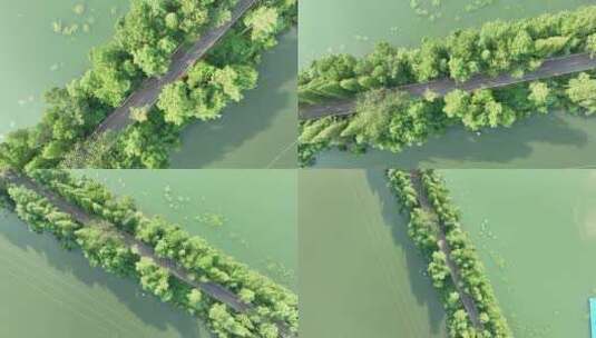 水上公路航拍湖泊道路俯拍生态公路林荫小路高清在线视频素材下载