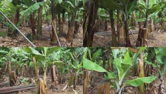海南芭蕉林香蕉林高清在线视频素材下载