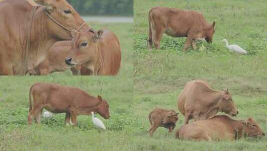 牧场上快乐吃草的牛群一家三口/空镜头高清在线视频素材下载