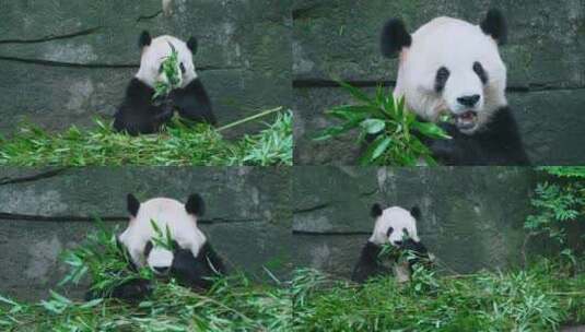 熊猫渝宝吃竹叶视频合集高清在线视频素材下载