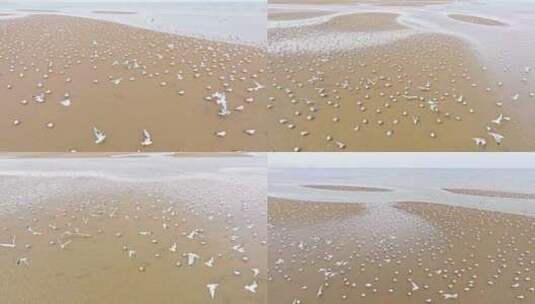 海边鸽群起飞高清在线视频素材下载