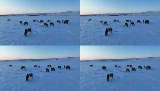 北方寒冬雪原牧场马群高清在线视频素材下载