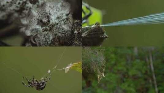 4K原始森林蜘蛛织网捕食高清在线视频素材下载