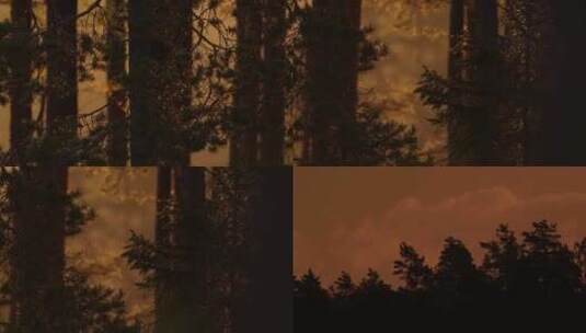 森林日落黄昏高清在线视频素材下载