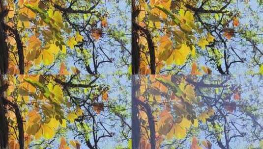 微风中的秋叶色彩缤纷高清在线视频素材下载