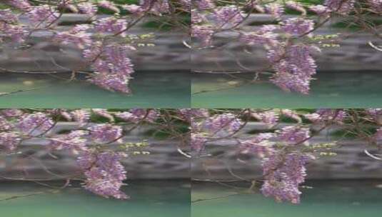 紫藤萝开花竖拍高清在线视频素材下载