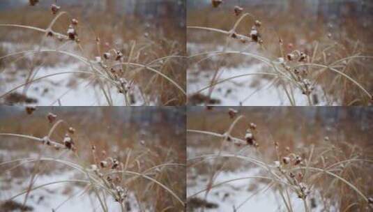 冬季雪花飘落到植物上的雪景高清在线视频素材下载