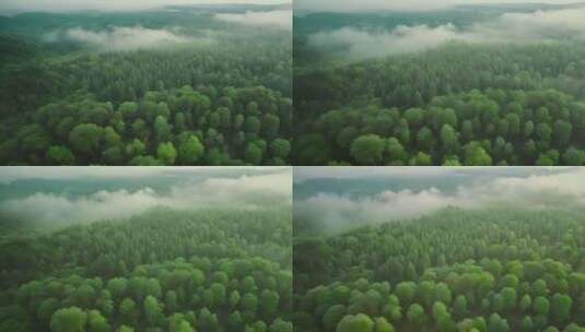 清晨云雾森林高清在线视频素材下载