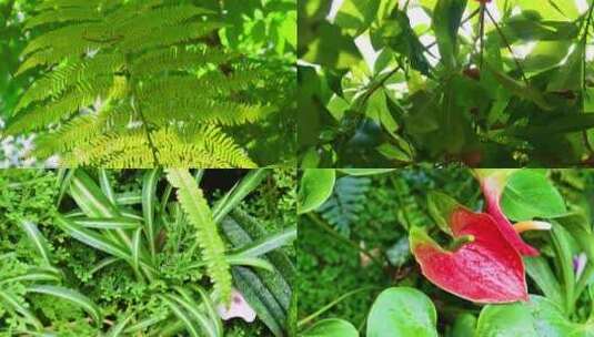 热带植物雨林绿植高清在线视频素材下载