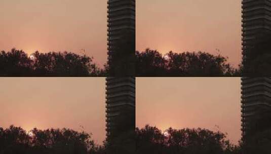 夕阳下的树影高清在线视频素材下载