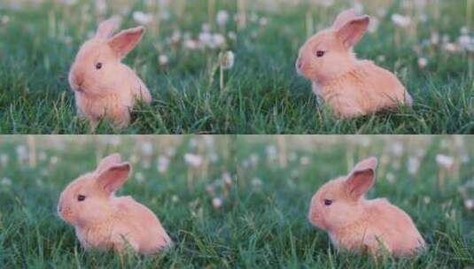 可爱的小兔子在草地上东张西望高清在线视频素材下载