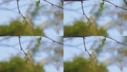 梨花/豆梨花高清在线视频素材下载