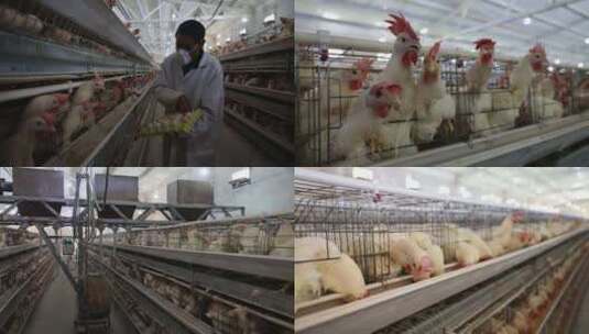 养鸡场养殖高清在线视频素材下载