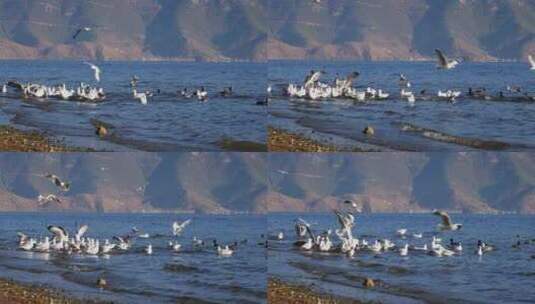 海鸥候鸟鸟类湖面飞翔高清在线视频素材下载