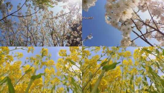 春暖花开 慢镜头 油菜花和樱桃花高清在线视频素材下载