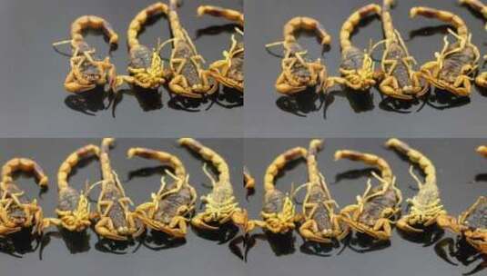 全蝎 蝎子 中药材 中药高清在线视频素材下载