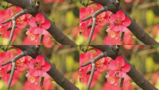 春天的海棠花开，蜜蜂忙着采花粉实拍片段高清在线视频素材下载