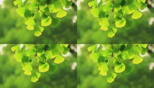 阳光下微风吹动的绿色树叶高清在线视频素材下载