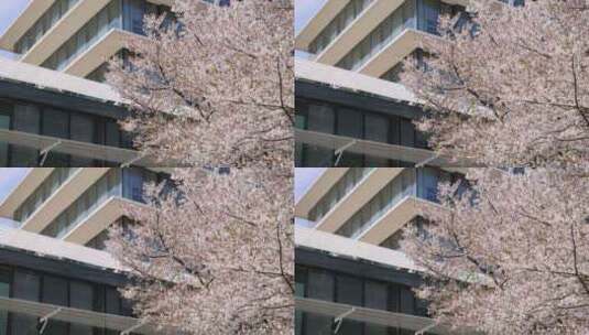 （慢镜）春风吹过樱花雨纷纷唯美竖版高清在线视频素材下载