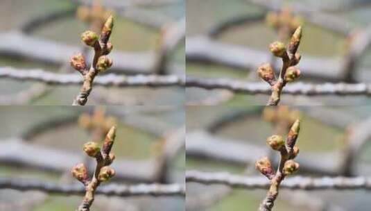 春天含苞待放的樱花花苞特写高清在线视频素材下载