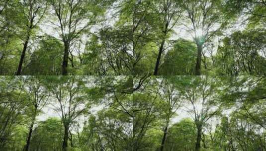 春天清新绿色森林的阳光光束和眩光高清在线视频素材下载