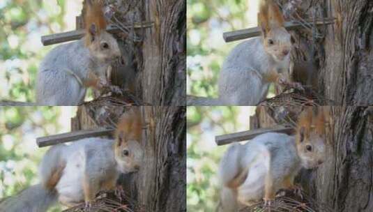 红松鼠坐在树干上吃坚果高清在线视频素材下载