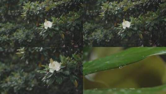 雨天玉兰树玉兰花高清在线视频素材下载