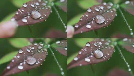 春雨雨水雨滴水珠绿叶随风摇曳清新唯美高清在线视频素材下载